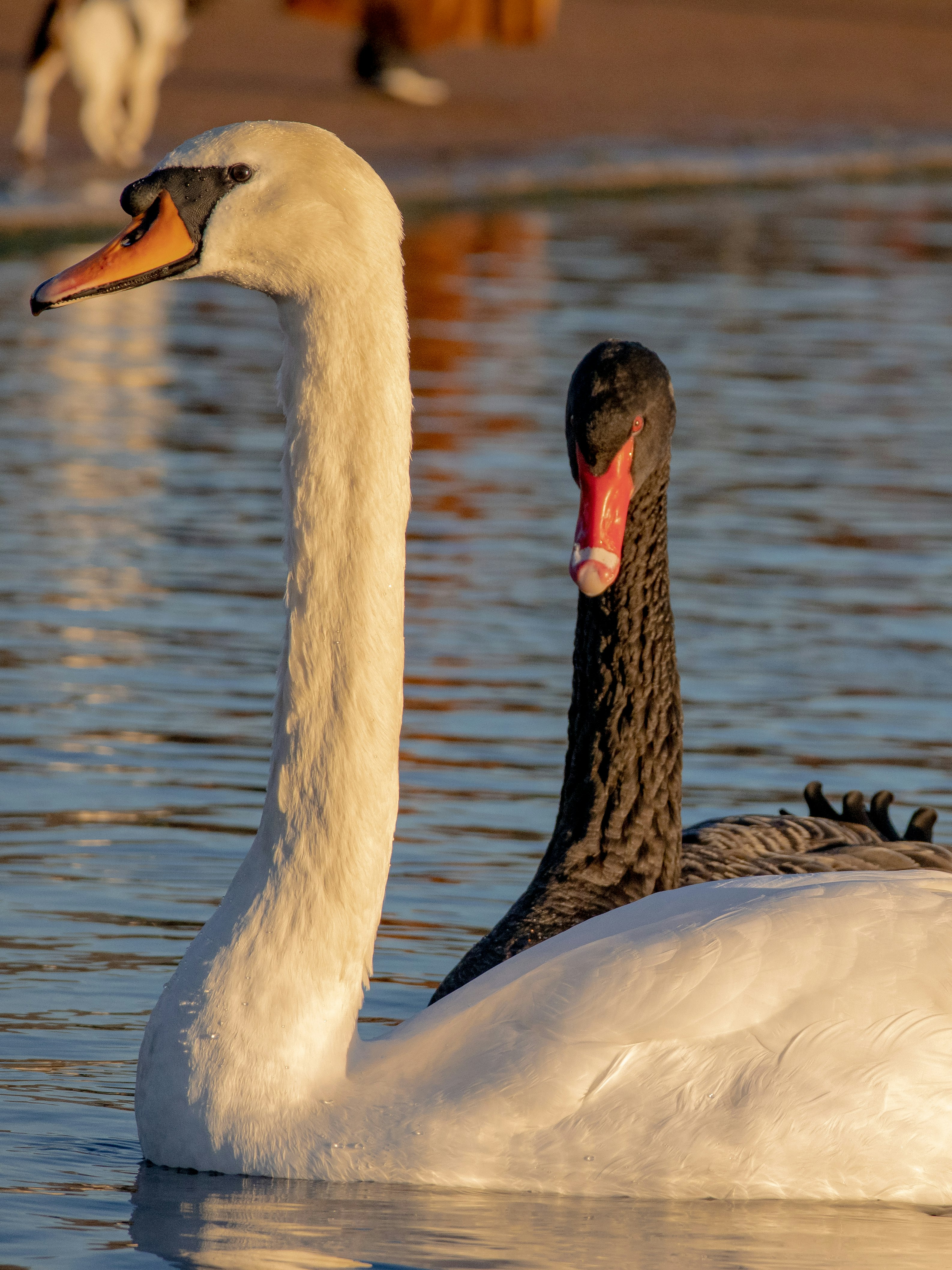 white swan on water during daytime